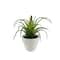 Assorted Micro Premade Succulent, 1pc. by Ashland®